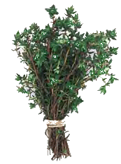 Bunch of Thyme