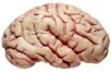 Brain