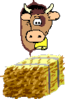 Cow eating the hay