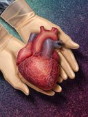 Heart