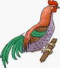 Hen