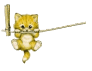 kitten