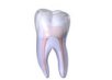 Tooth