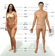 The human body 