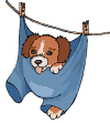 Doggie in swing