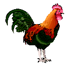 a rooster Cat