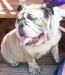 Ugliest dog